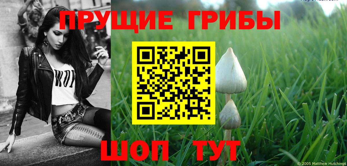 Галлюциногенные грибы Psilocybine cubensis Волоколамск